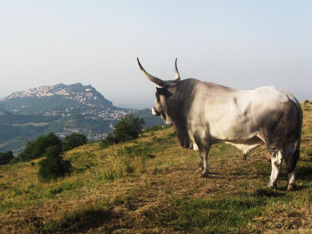 Fattoria Bio L'A Ceccoli Vila Sasso Feltrio Exterior foto