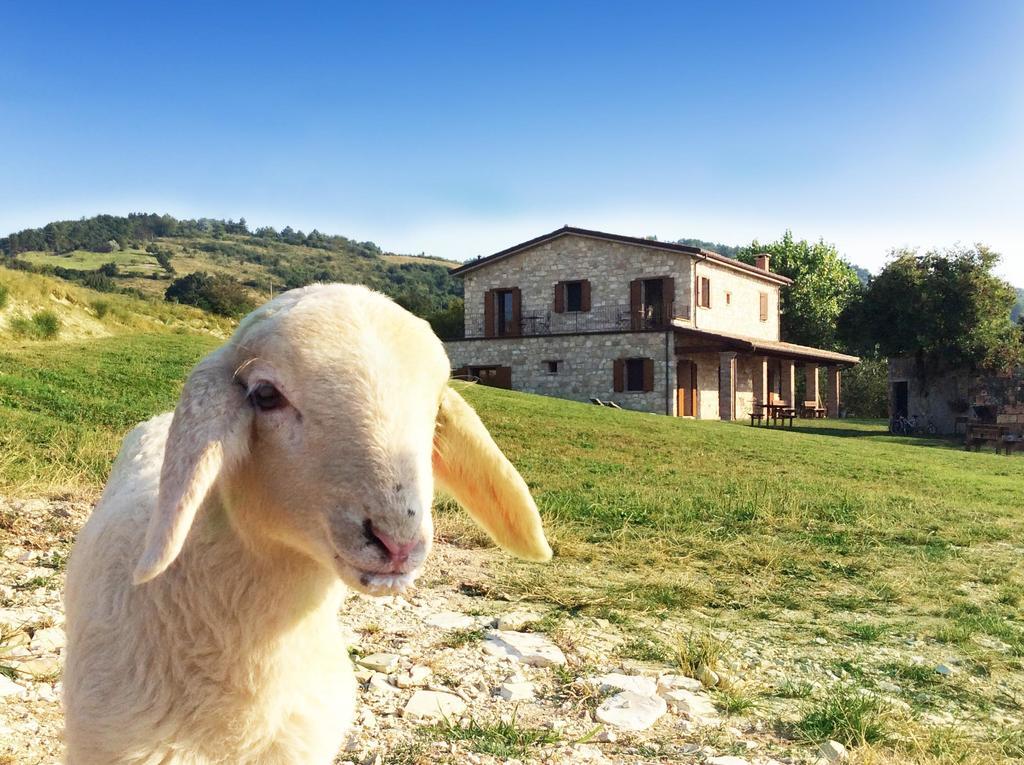 Fattoria Bio L'A Ceccoli Vila Sasso Feltrio Exterior foto