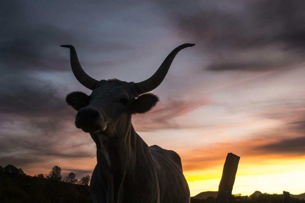 Fattoria Bio L'A Ceccoli Vila Sasso Feltrio Exterior foto